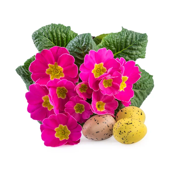 Easter Decoration Pink  Flowers Primrose — Stock Photo, Image