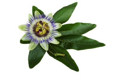Passiflora veya beyaz izole tutku çiçek