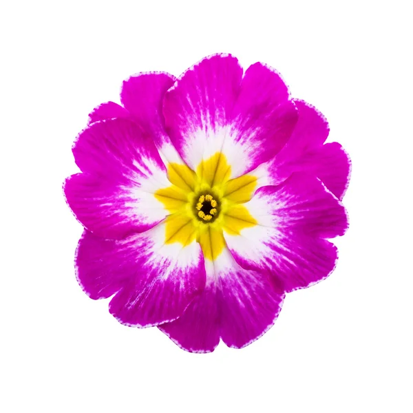 Pierwiosnek różowy wiosna kwiat na białym tle — Zdjęcie stockowe