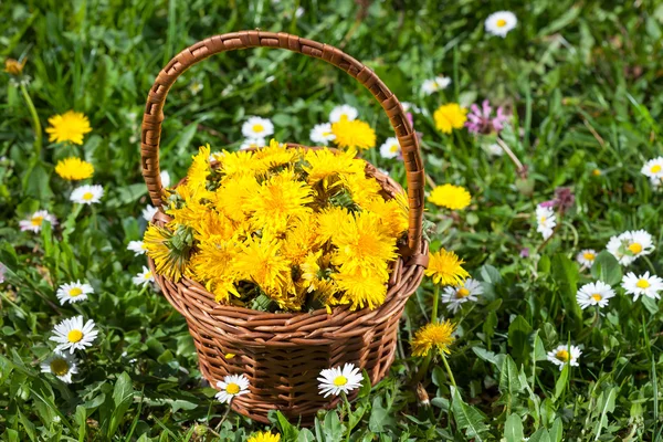 Homeopatické rostliny květy pampelišky (Taraxacum) — Stock fotografie