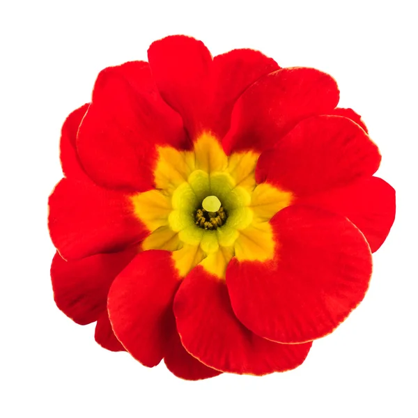 Fiore rosso isolato su bianco — Foto Stock