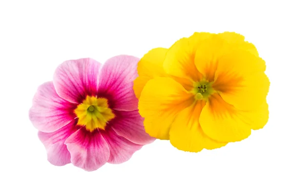 Jarní květiny izolované žlutá růžová — Stock fotografie