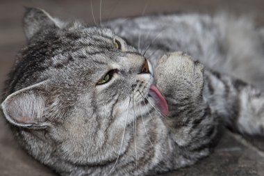 Gümüş gri kedi onun pençe rahatlatıcı yalama