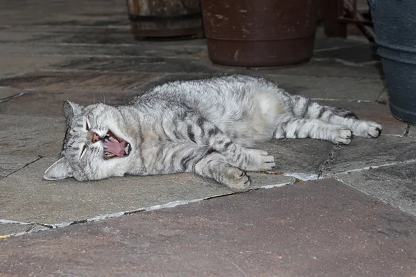 Kot ziewanie lub śmiech śmieszne kot — Zdjęcie stockowe