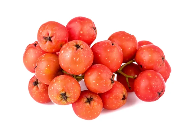 Rowan berries closeup — Stock Photo, Image
