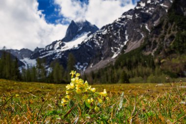 Bahar dağ çiçeği çiçek (Primula veris) odaklı ön plan doğal arka plan bulanıklık