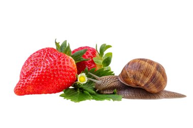 Bahçe salyangoz yeşil yaprak Berry kırmızı çilek