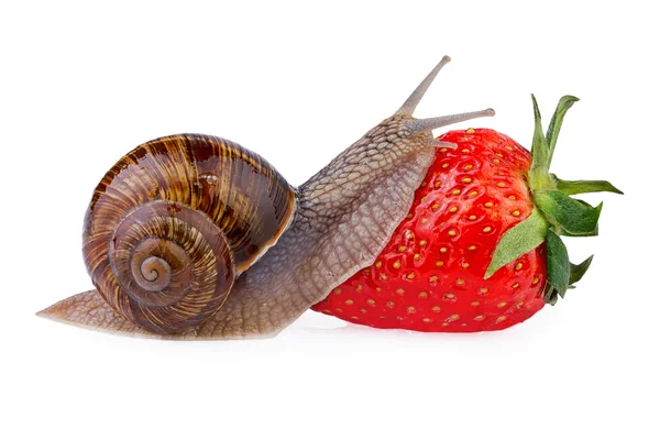 Garden snail creeping on red berry strawberry — Stock Photo, Image