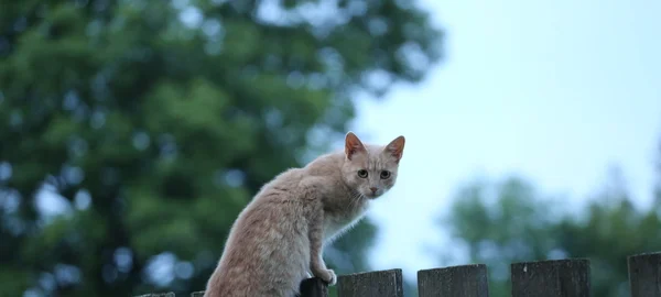 Kat kat zittend op het hek en kijken naar de camera — Stockfoto