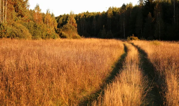 Road in the field — Stock Photo, Image