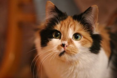 Üç renkli kedi yakın çekim