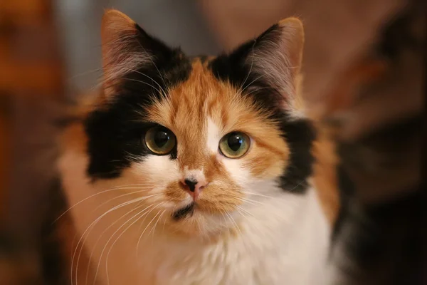 Drie-gekleurde kat close-up — Stockfoto