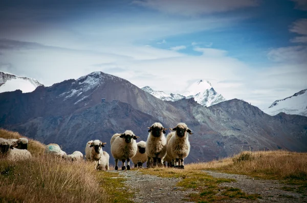 Flock Blacknosed schweiziska fåren (Ovis aries), schweiziska Alperna — Stockfoto