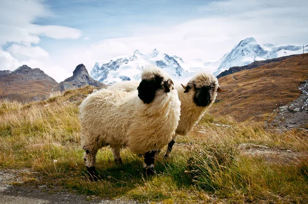 Két Blacknosed svájci birkák (Ovis aries) svájci Alpok, Svájc — Stock Fotó