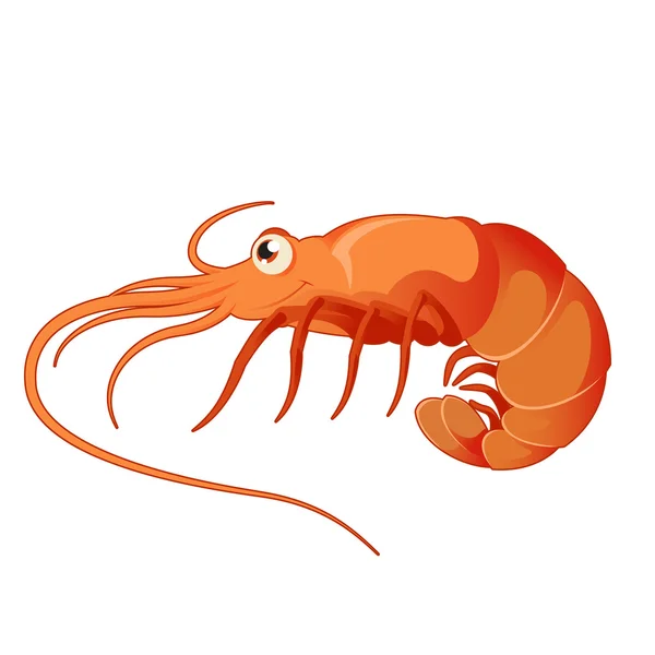 Kreslený krevety — Stockový vektor