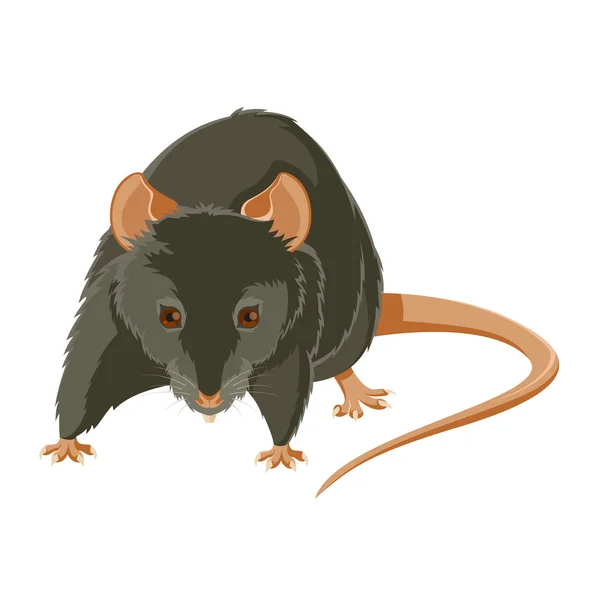 Rat maléfique — Image vectorielle