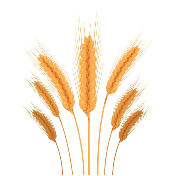 Vector Gold wheat — Stock Vector