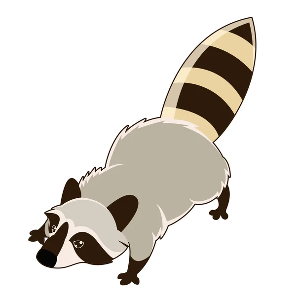 Wild isometric Raccoon — Stock Vector