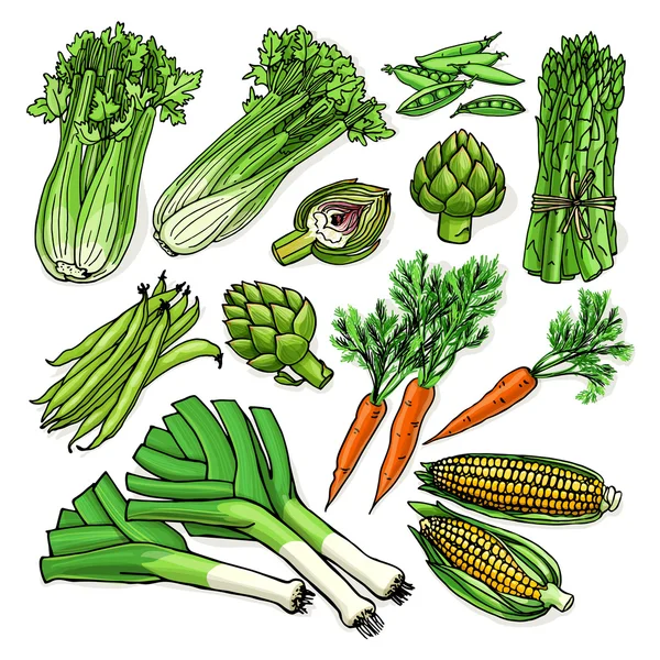 Ilustración vectorial con verduras orgánicas crudas variadas — Archivo Imágenes Vectoriales