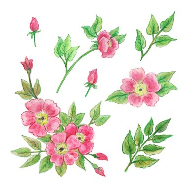 Çiçekler ve dalları suluboya kümesi