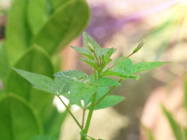 Green Plant with Fresh Leaves and Flower Buds in Sunlight