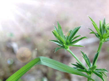 Image of a culantro (Eryngium foetidum) with bright green leaves and serrated edges, taken under natural sunlight.