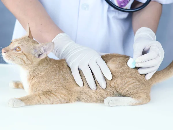 Muayene masasında yatan turuncu tekir kediyi tedavi eden bir veteriner resmi. Veteriner, kedinin sırtını temizlemek için pamuklu bez kullanıyor..