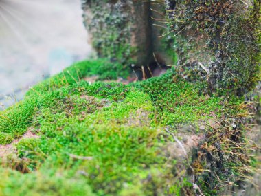 Kaya ya da toprak yüzeyinde büyüyen parlak yeşil yosunların yakın çekimi. Bazı yosun yapraklarında küçük su damlaları görülebilir..
