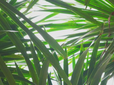 Bir avuç içi veya arkası palmiye yaprağını andıran yeşil bir yaprağın fotoğrafı, yukarı doğru alçak bir açıdan çekilmiş, yaprakların arasından süzülen ışığı gösteriyor..