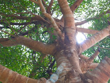 Gövdenin düşük açılı bir fotoğrafı ve büyük bir ağacın dalları, yukarı bakıyor, yeşil yaprakların arasından süzülen güneş ışığını gösteriyor..
