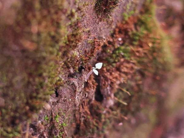 Yeşil ve kahverengi yosun yatağında büyüyen iki yapraklı küçük, narin beyaz bir bitkinin yakın çekimi. Sığ alan derinliği yumuşak ve bulanık bir zemin oluşturur..