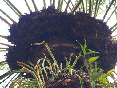 Büyük bir çember veya eğreltiotu tomurcuğunun düşük açılı bir fotoğrafı sağlam, koyu kahverengi ve kaba dokulu bir gövdeyi ortaya çıkarır..