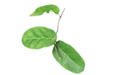 Yeşil yaprak. izole edilmiş arkaplan.