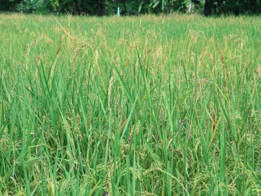 Pirinç tarlasında parlak yeşil pirinç bitkileri