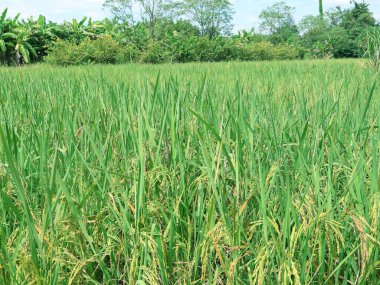 Pirinç tarlasında parlak yeşil pirinç bitkileri
