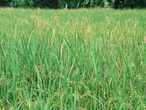 Pirinç tarlasında parlak yeşil pirinç bitkileri