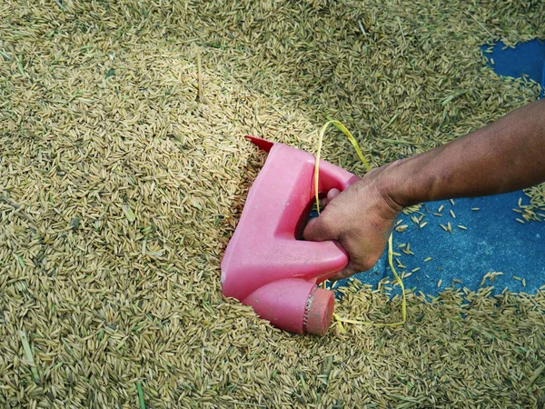 Bir çiftçinin eli yerdeki pirinç tanelerini toplamak için plastik bir kap tutuyor..