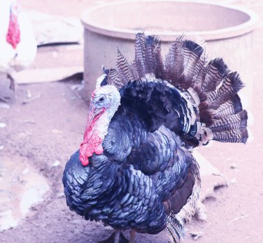 Büyük yetişkin erkek hindi..