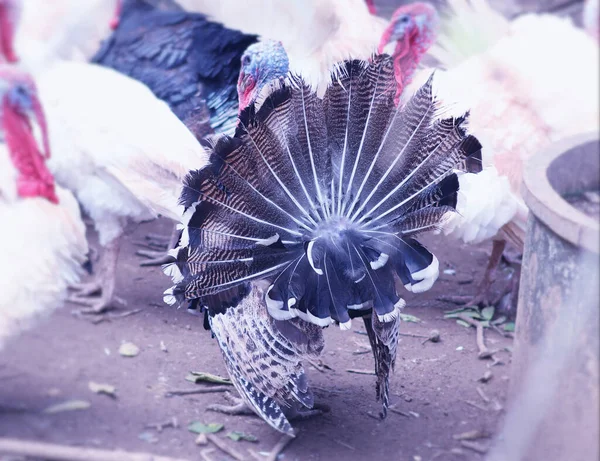 Türkiye kuyruğunu yelliyor.