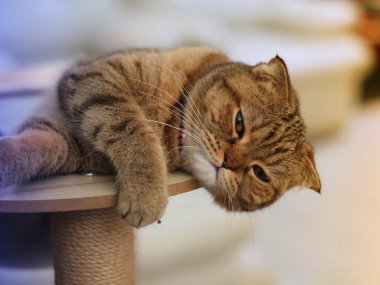 İskoç Tekir kedisi dinleniyor.