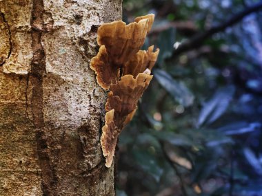 Görüntü, Stereum hirsutum ya da Sahte Hindi Kuyruğu olarak bilinen bir mantarı gösteriyor. Ormanda ağaç kabuğunda yetişiyor..