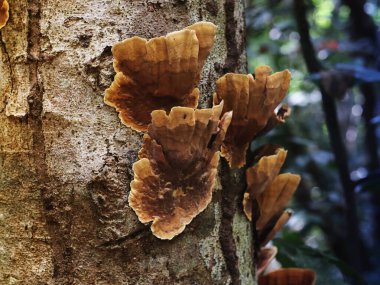 Görüntü, Stereum hirsutum ya da Sahte Hindi Kuyruğu olarak bilinen bir mantarı gösteriyor. Ormanda ağaç kabuğunda yetişiyor..