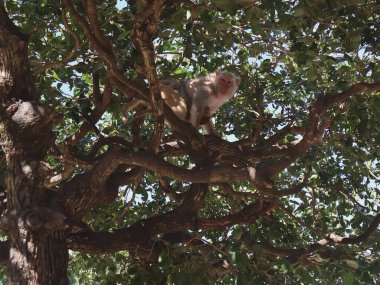Ağaçtaki maymun görüntüsü