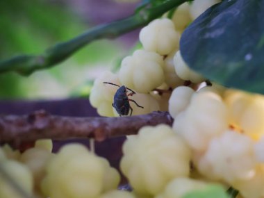 Müzik sembollü eski elektrikli kapı zili..