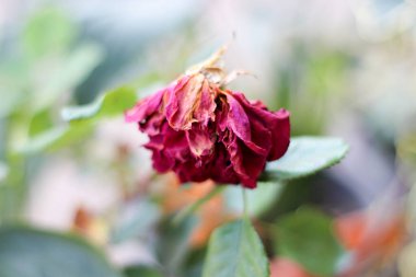 The rose began to dry. : In the backyard.