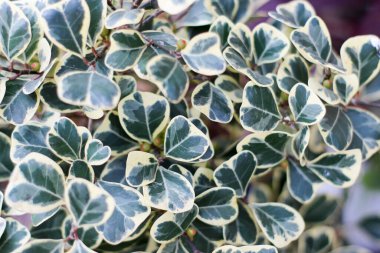 Milyonerin kalbi, kalp şeklinde yaprakları olan bir ağaçtır. Kalp şeklinde banyan ağacı. Uğurlu ağaç.