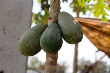 Ağaçta papaya meyvesi.