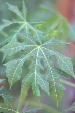 Ağaç ıspanağından taze yeşil yapraklar veya Chaya (Cnidoscolus Chayamansa McVaugh)