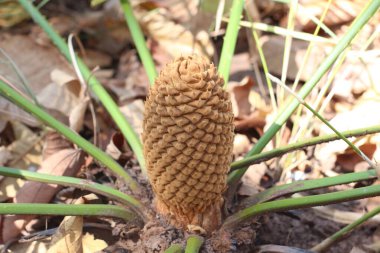 Cycas siamensis ağacı doğal bir çevrede yetişir..