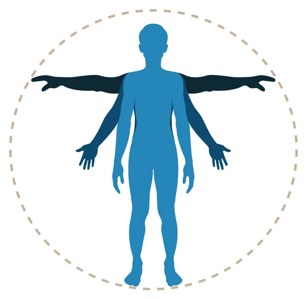 Структура человеческого тела — стоковый вектор